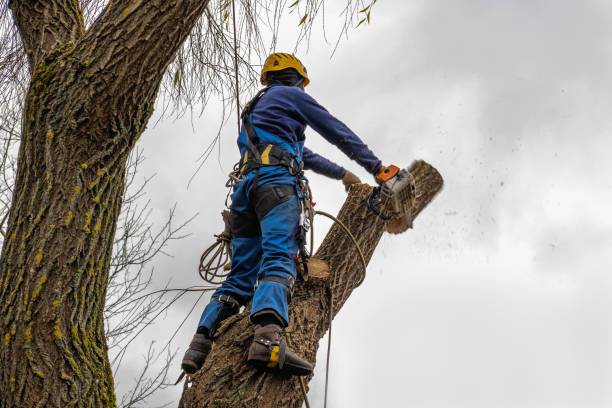 Best Dead Tree Removal  in San Antonio Heights, CA